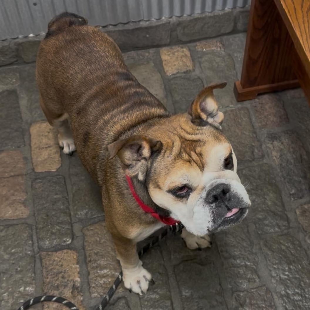 Rosie, a Adoptable English Bulldog in Tarzana, CA image 2/2