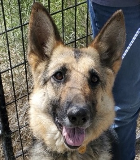 Enlarge Molly, a Adoptable mixed breed in San Luis, CO image 1/1