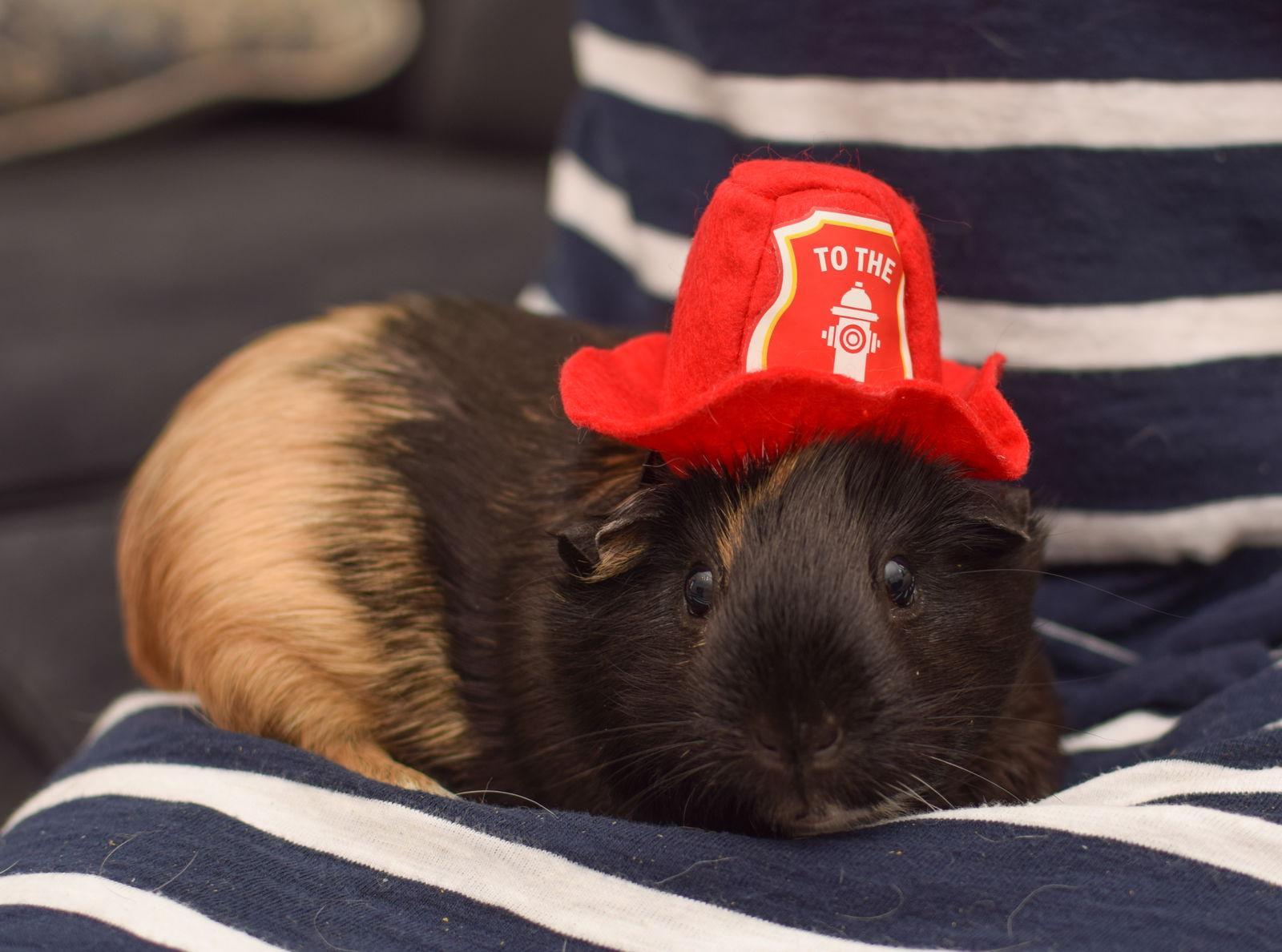 Enlarge Sushi & Nigiri, a Adopted Guinea Pig in Hockessin, DE image 1/3