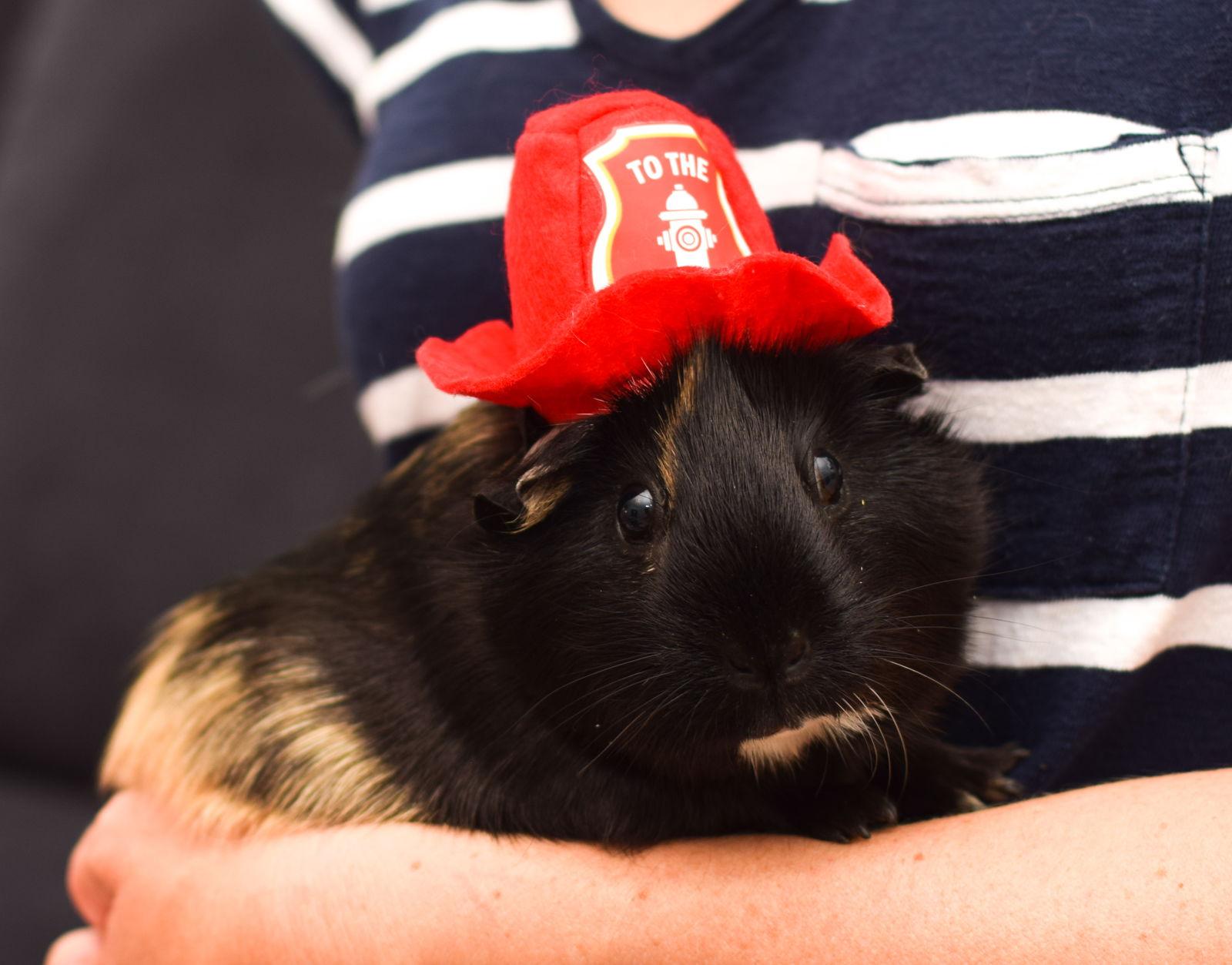 Enlarge Sushi & Nigiri, a Adopted Guinea Pig in Hockessin, DE image 2/3