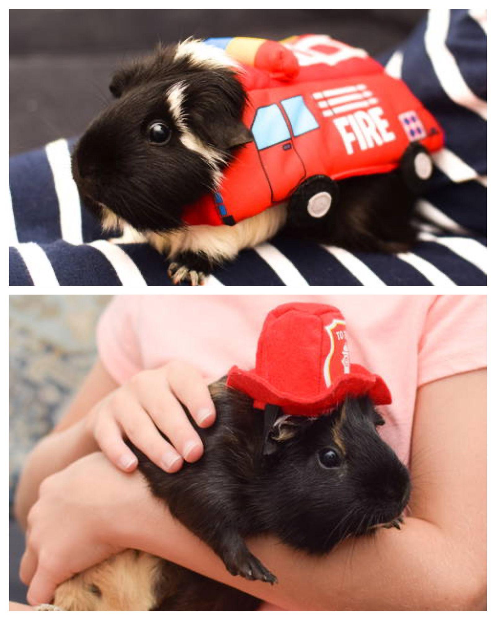 Enlarge Sushi & Nigiri, a Adopted Guinea Pig in Hockessin, DE image 3/3