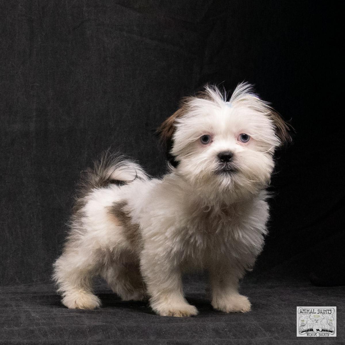 Bix, a Adoptable mixed breed in Fort Montgomery, NY image 1/6