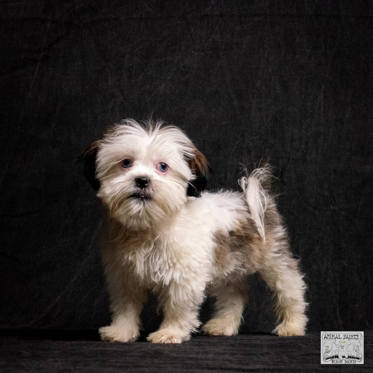 Bix, a Adoptable mixed breed in Fort Montgomery, NY image 2/6