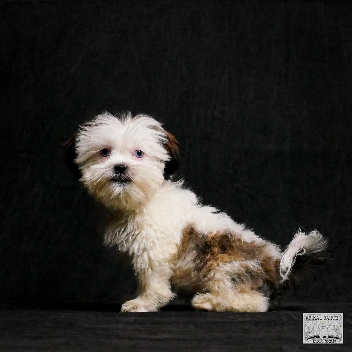 Bix, a Adoptable mixed breed in Fort Montgomery, NY image 3/6