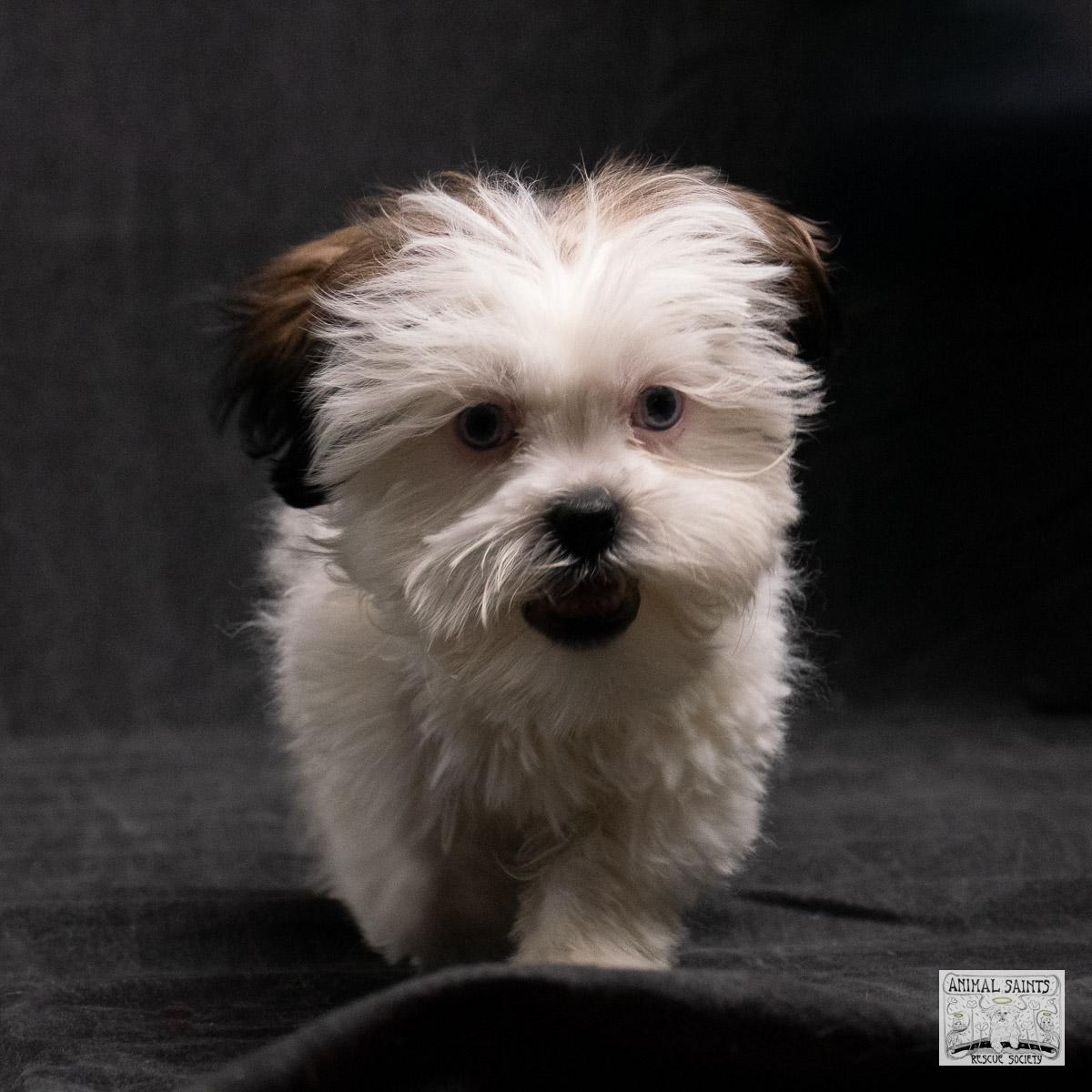 Bix, a Adoptable mixed breed in Fort Montgomery, NY image 4/6