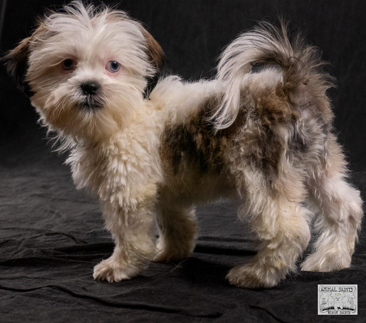 Bix, a Adoptable mixed breed in Fort Montgomery, NY image 5/6