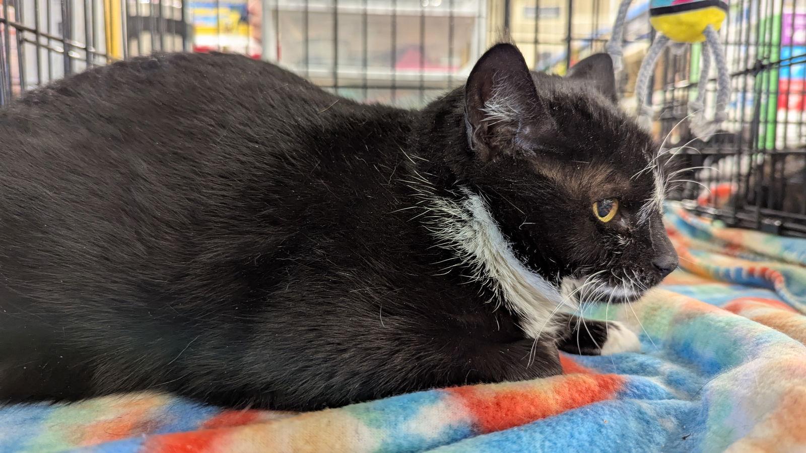 Milkshake 6154, Adoptable, Adult Female Domestic Short Hair.