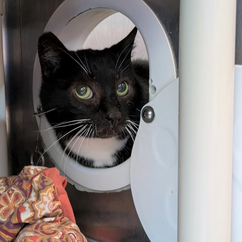 Tuxley, Adoptable, Senior Male Domestic Short Hair.