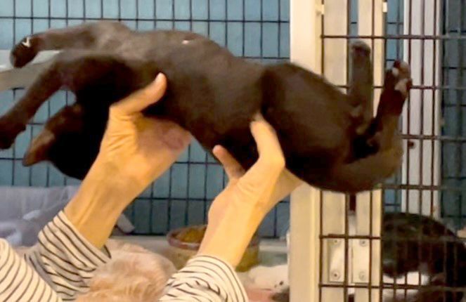 Enlarge Boo Berry, a Adoptable Domestic Short Hair in Deerfield Beach, FL image 3/4