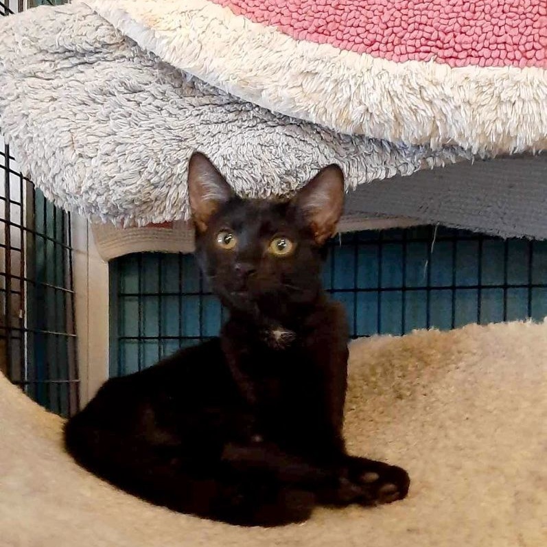 Enlarge Boo Berry, a Adoptable Domestic Short Hair in Deerfield Beach, FL image 4/4