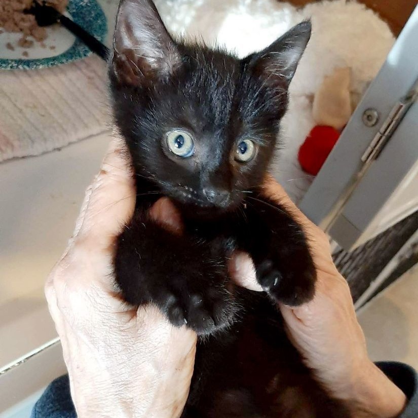 Boo Berry, Adoptable, Kitten Female Domestic Short Hair.