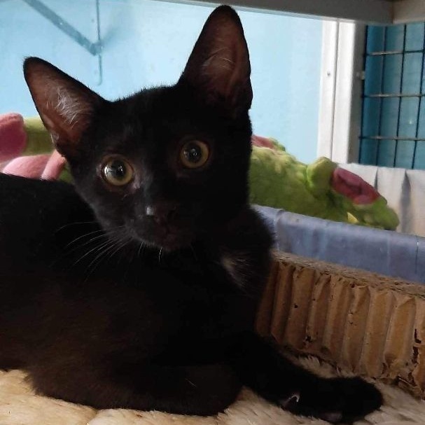 Enlarge Boo Berry, a Adoptable Domestic Short Hair in Deerfield Beach, FL image 2/4