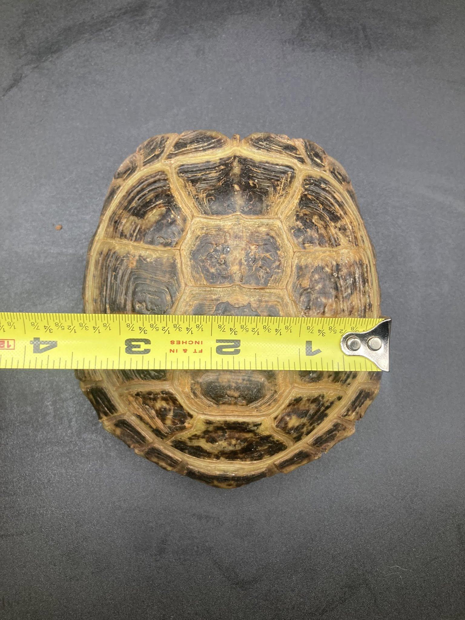 Enlarge Hammy, an adopted Russian in Palmerton, PA image 4/4