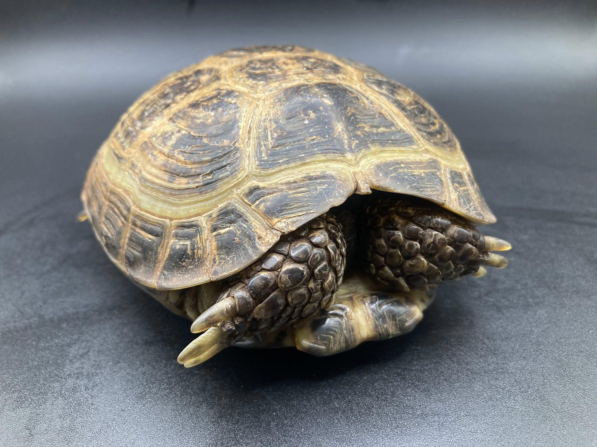 Hammy, adopted, Young Male Russian.