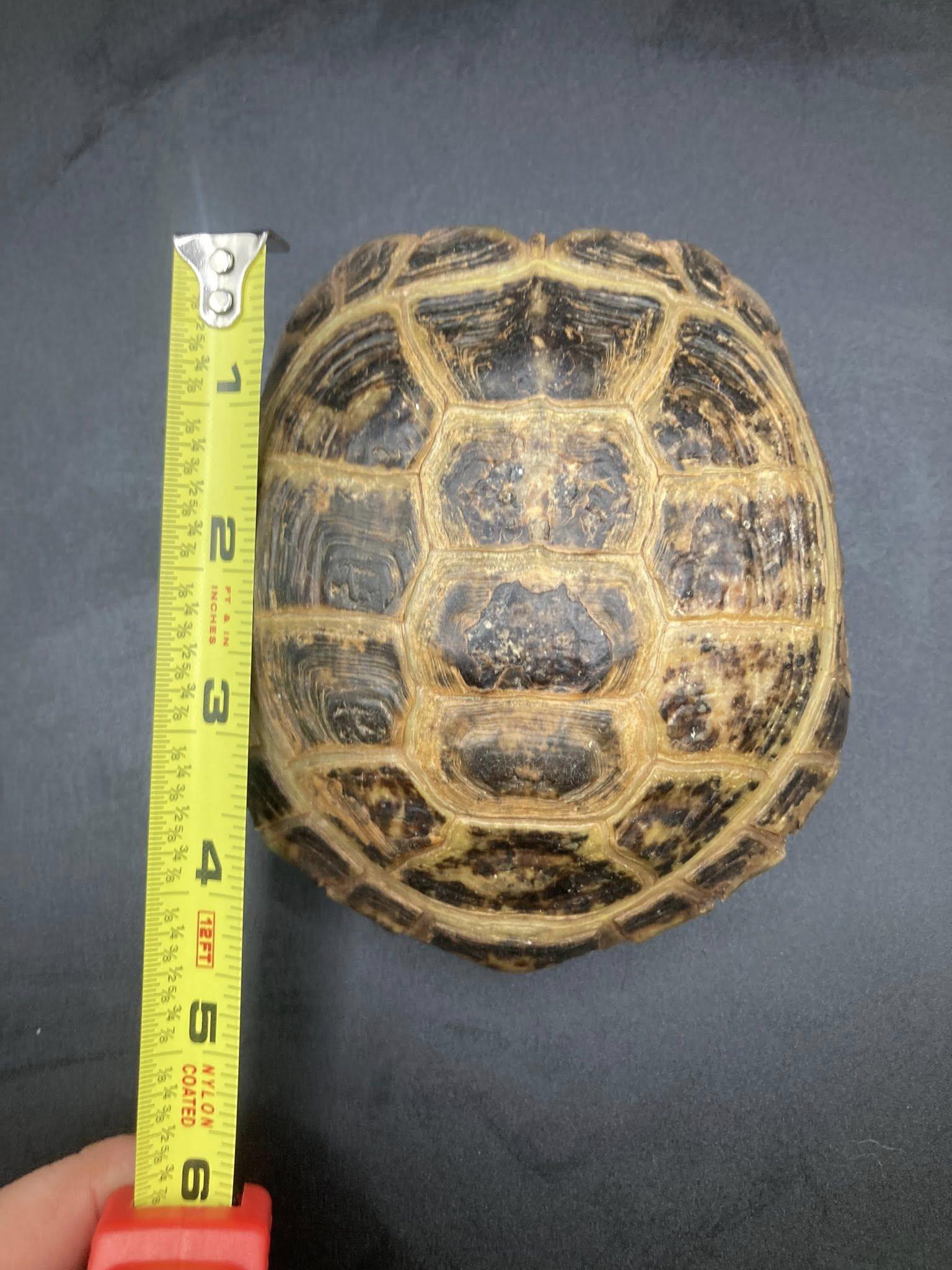 Enlarge Hammy, an adopted Russian in Palmerton, PA image 3/4