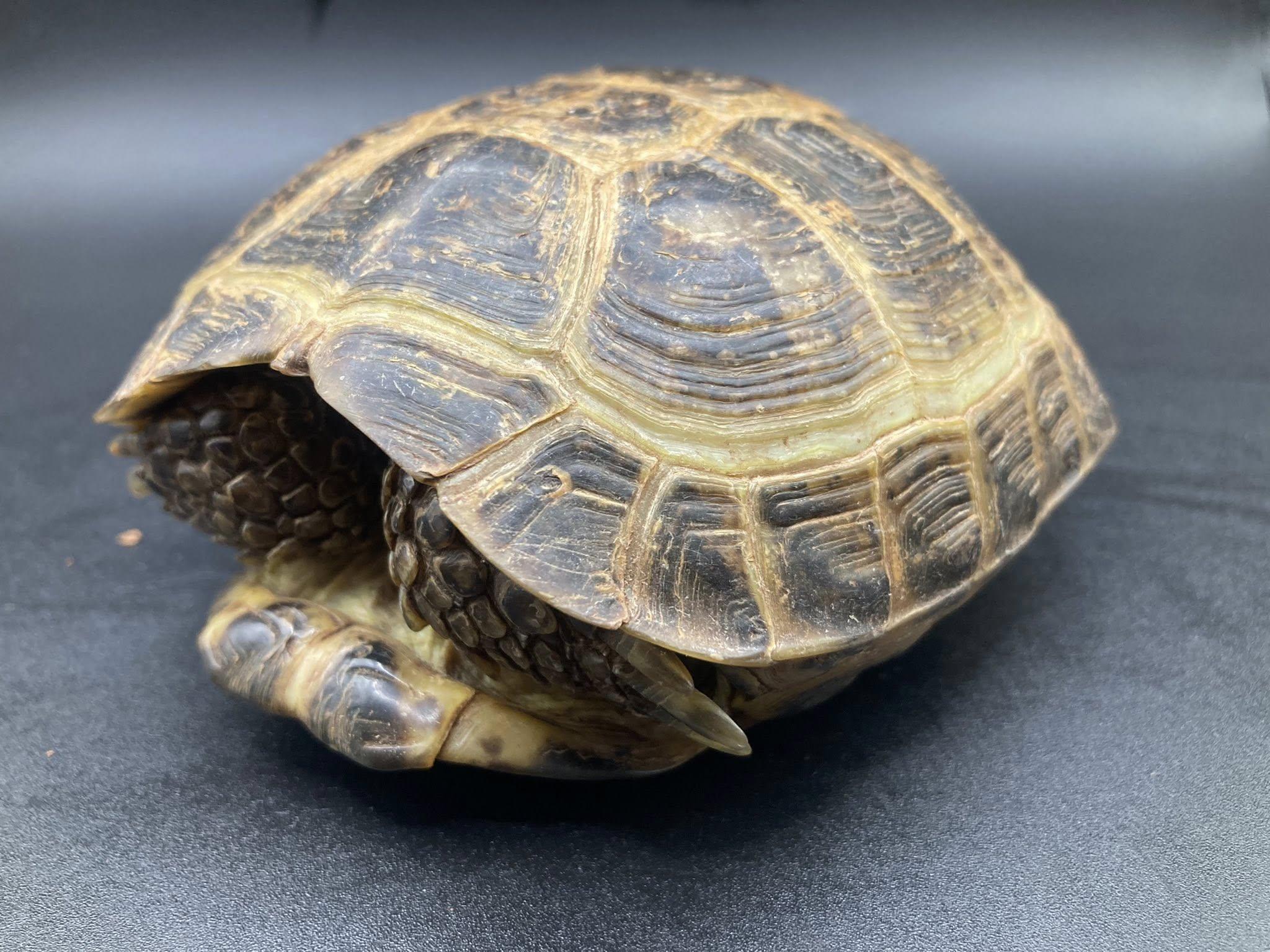 Enlarge Hammy, an adopted Russian in Palmerton, PA image 2/4