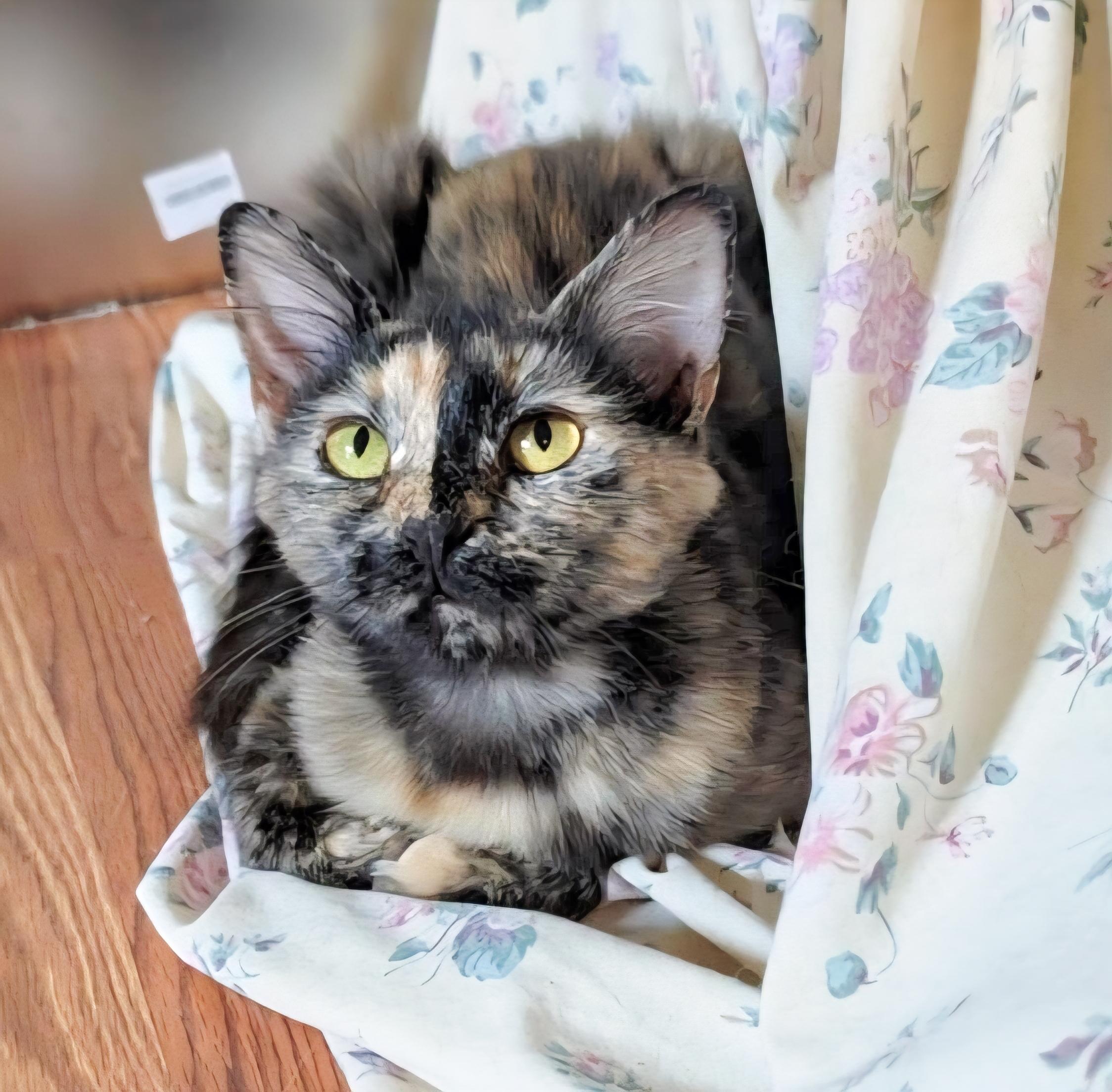 Lilabeth, Adult Female unknown