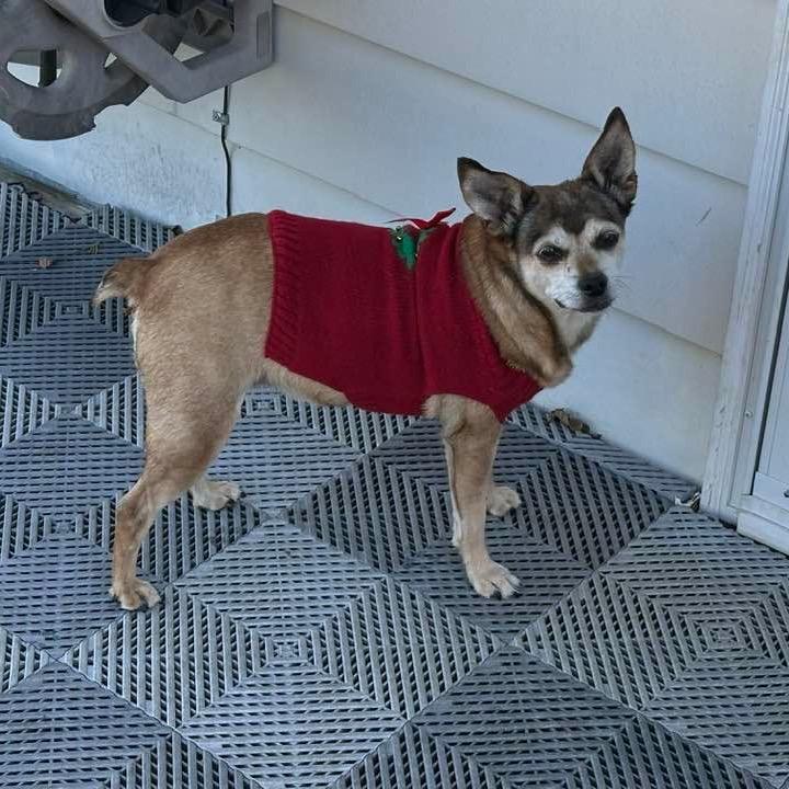 Enlarge Nala, a Adoptable Chihuahua in Columbus, OH image 1/6