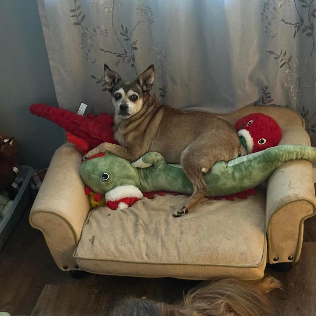 Enlarge Nala, a Adoptable Chihuahua in Columbus, OH image 2/6