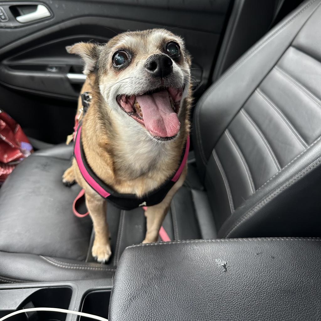 Enlarge Nala, a Adoptable Chihuahua in Columbus, OH image 3/6