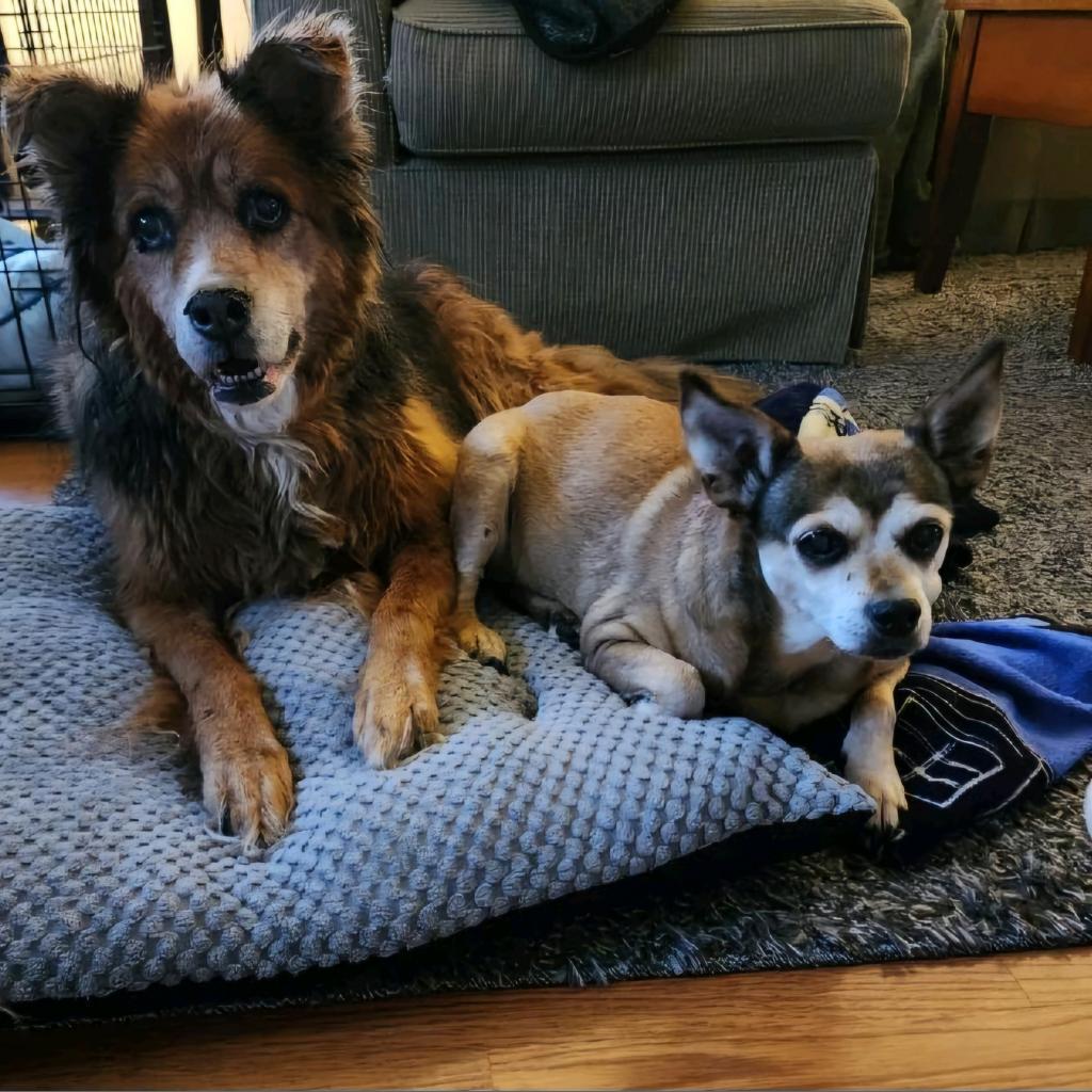 Enlarge Nala, a Adoptable Chihuahua in Columbus, OH image 5/6