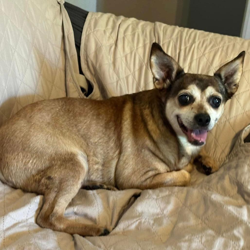 Enlarge Nala, a Adoptable Chihuahua in Columbus, OH image 6/6