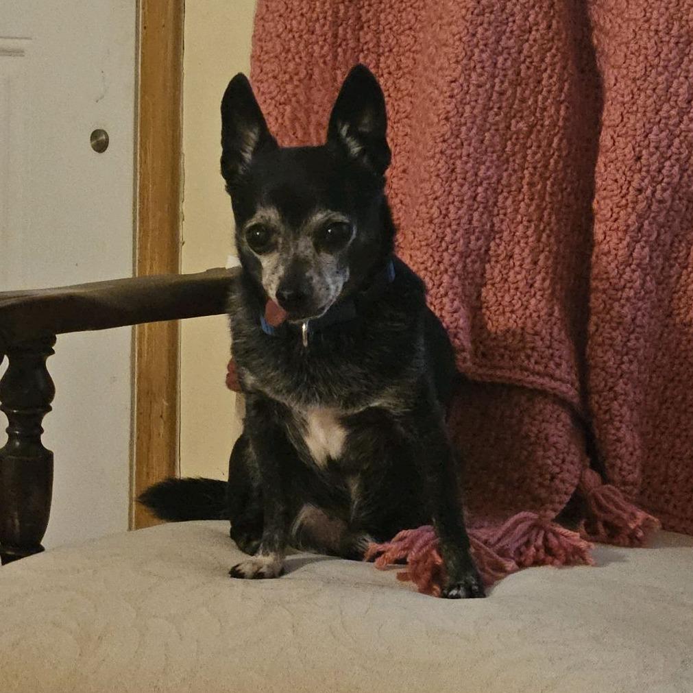 Leo, Adoptable, Senior Male Chihuahua.