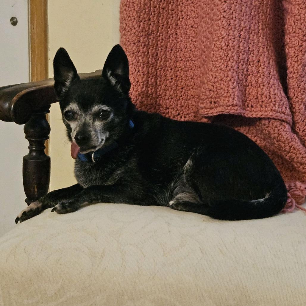 Enlarge Leo, a Adoptable Chihuahua in Kansas City, MO image 2/6