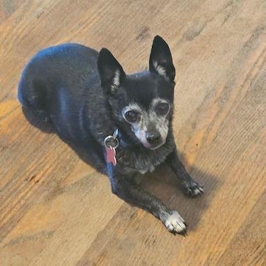 Enlarge Leo, a Adoptable Chihuahua in Kansas City, MO image 3/6
