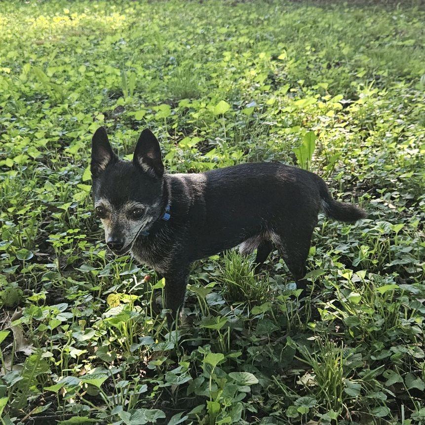 Enlarge Leo, a Adoptable Chihuahua in Kansas City, MO image 4/6