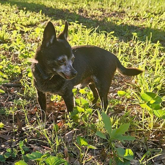 Enlarge Leo, a Adoptable Chihuahua in Kansas City, MO image 5/6