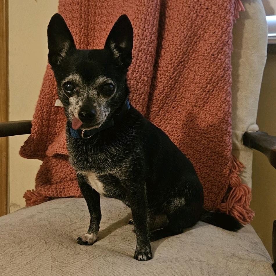 Enlarge Leo, a Adoptable Chihuahua in Kansas City, MO image 6/6