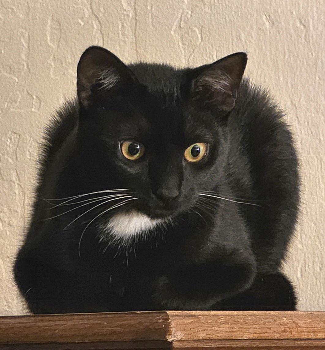 Lightning Bug - Loves His Fuzzy Mice! - CCC, Adopted, Kitten Male Bombay & Domestic Short Hair.