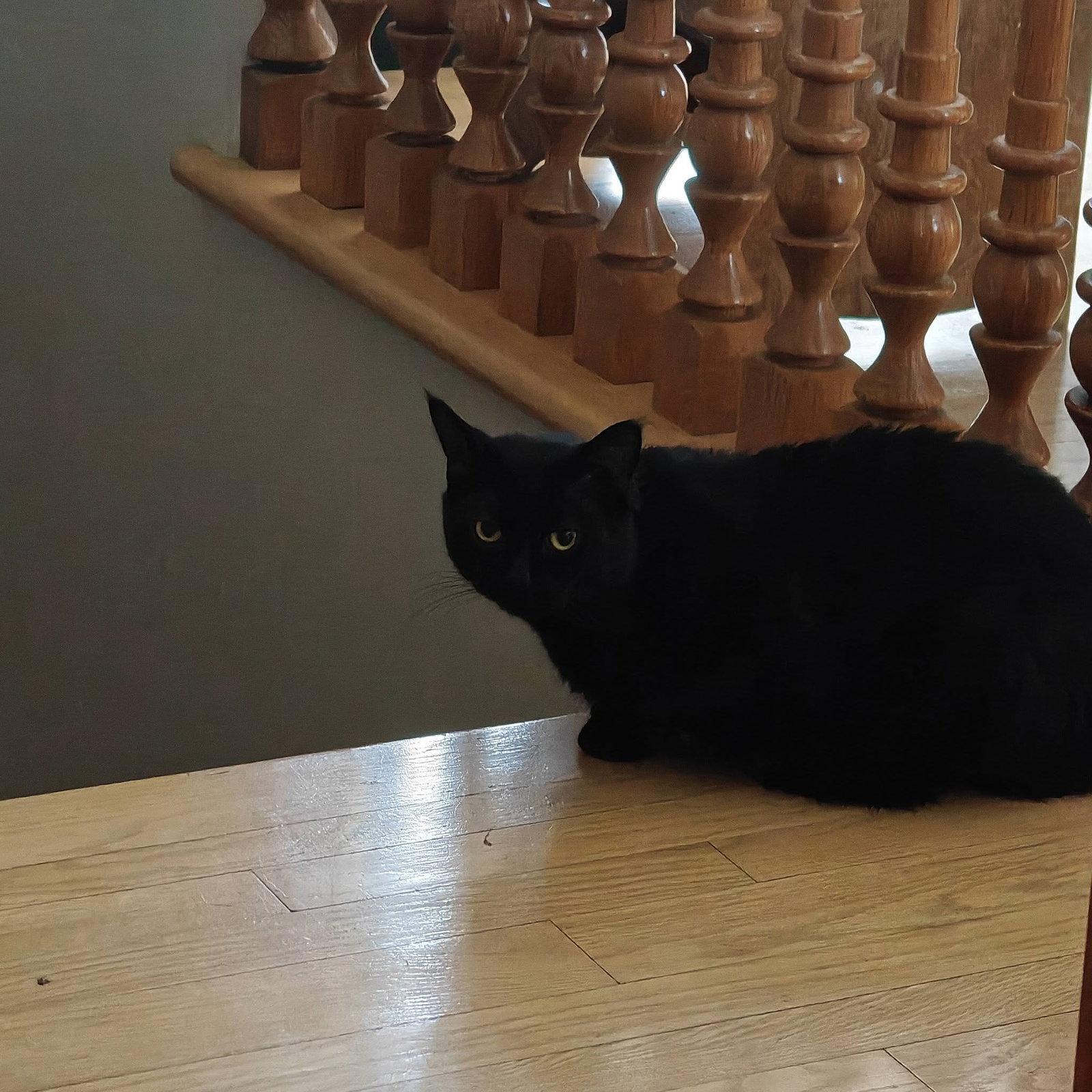 Mystique, a Adoptable Domestic Short Hair in Orleans, ON image 1/3