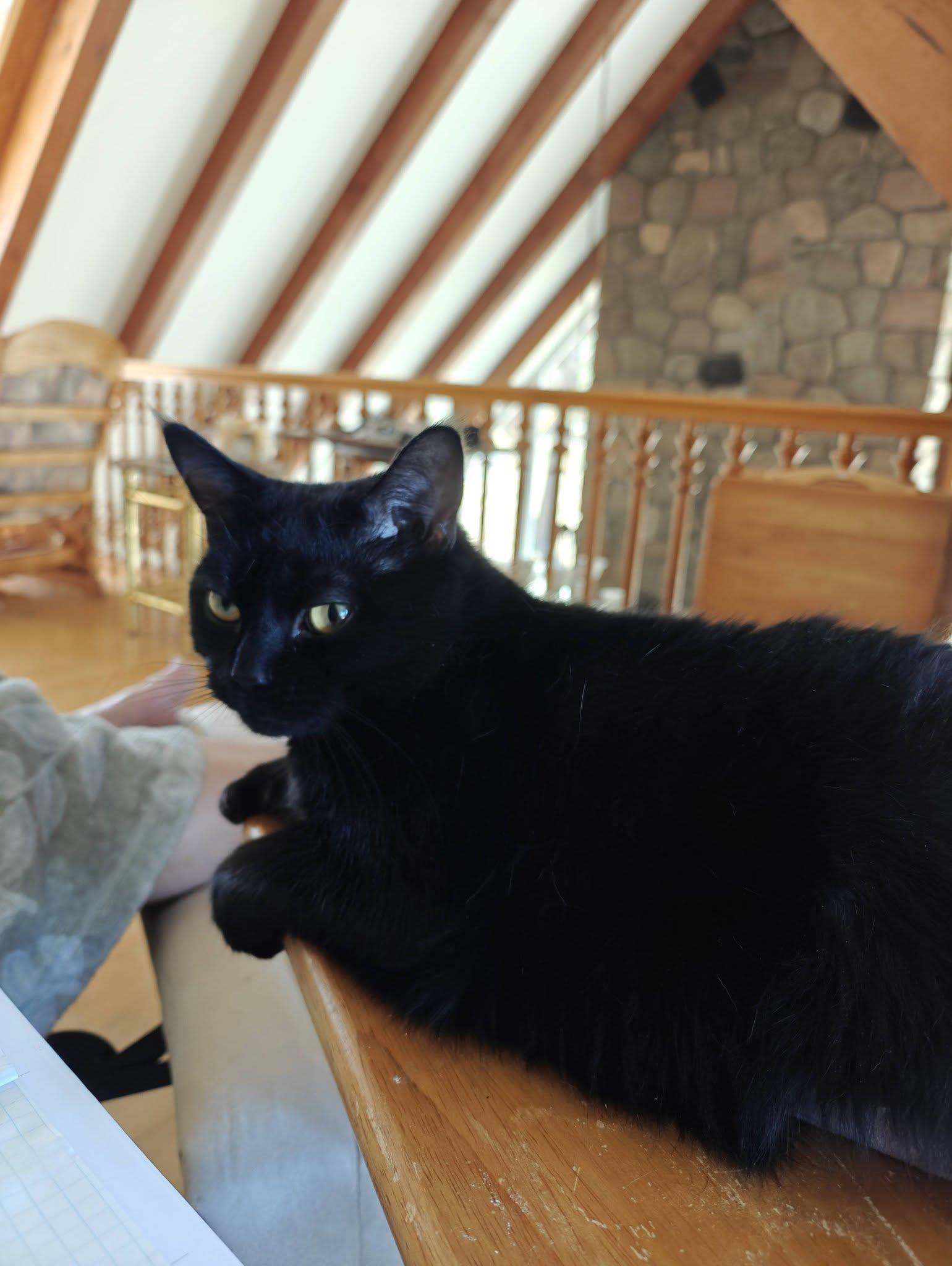 Mystique, a Adoptable Domestic Short Hair in Orleans, ON image 2/3