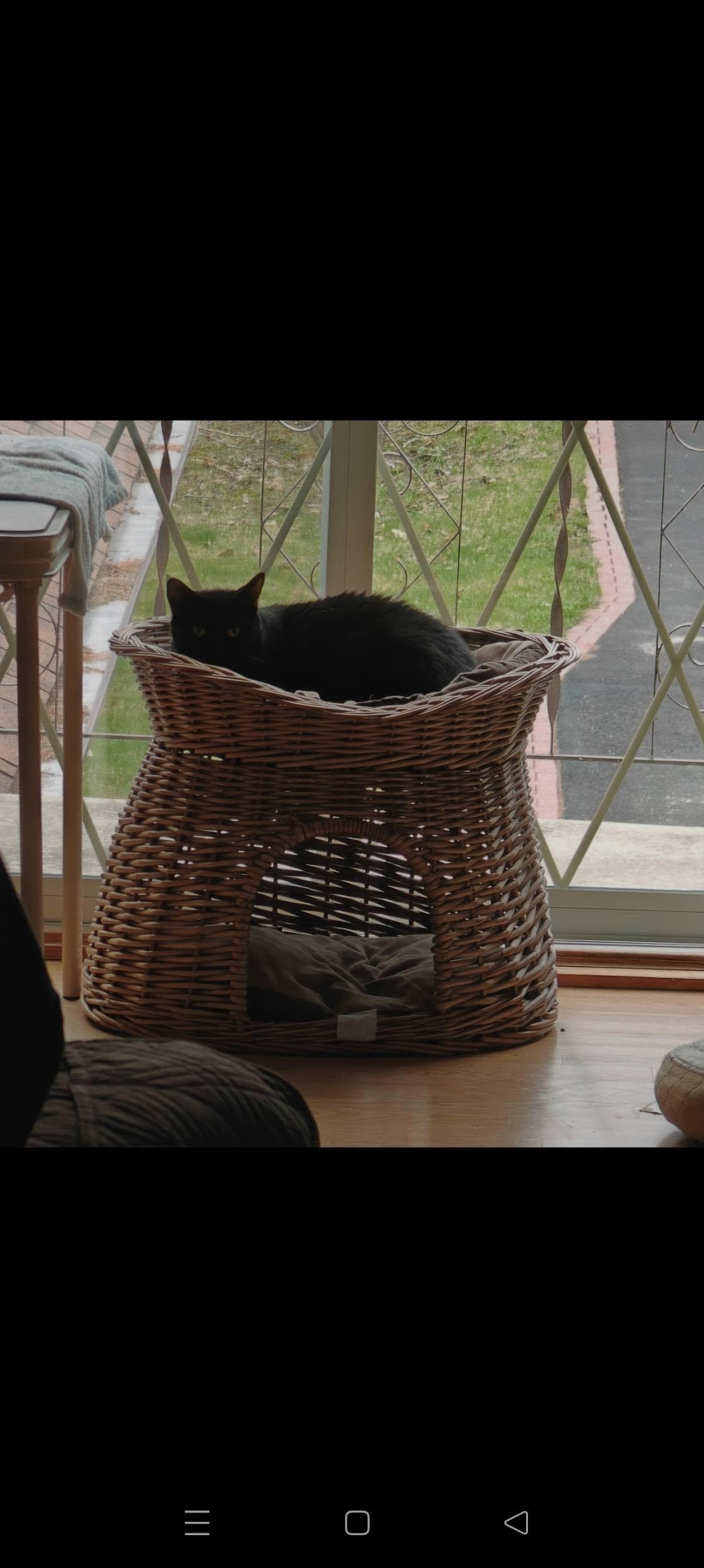Mystique, a Adoptable Domestic Short Hair in Orleans, ON image 3/3