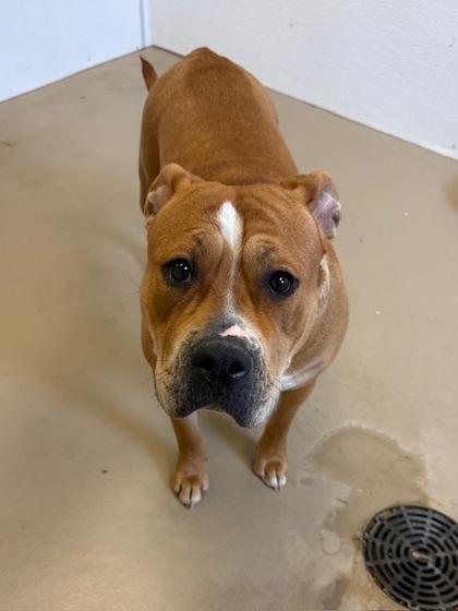 Enlarge Peppa, a ADOPTABLE Pit Bull Terrier in South Bend, IN image 3/3