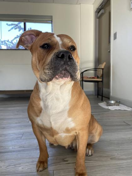 Peppa, ADOPTABLE, Adult Female Pit Bull Terrier.