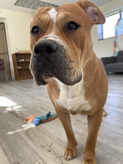 Enlarge Peppa, a ADOPTABLE Pit Bull Terrier in South Bend, IN image 2/3