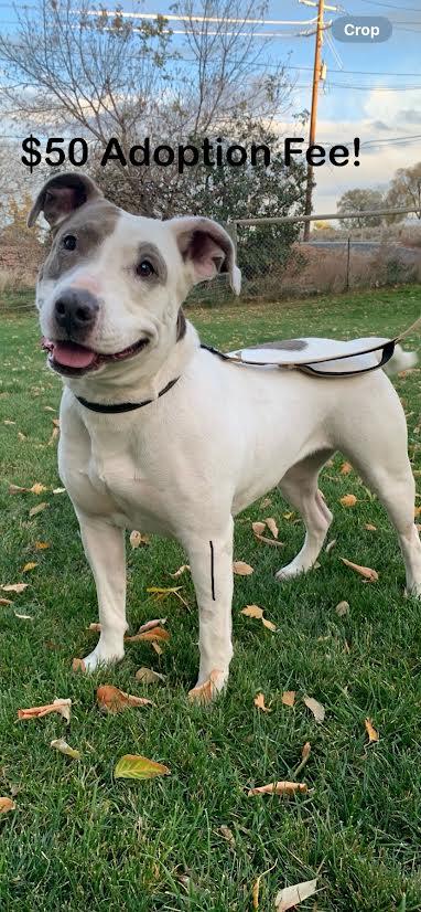 Enlarge Keesha, a ADOPTABLE mixed breed in Selah, WA image 2/5