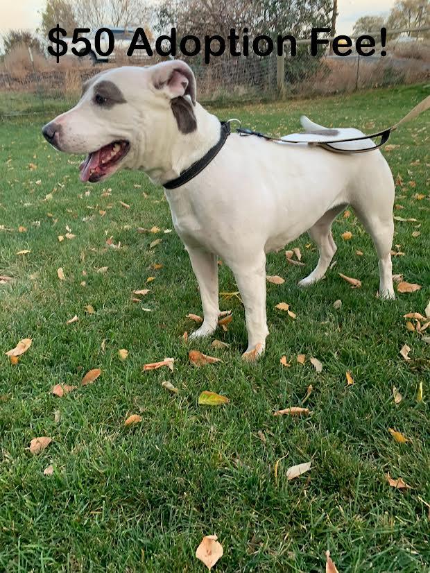 Enlarge Keesha, a ADOPTABLE mixed breed in Selah, WA image 5/5