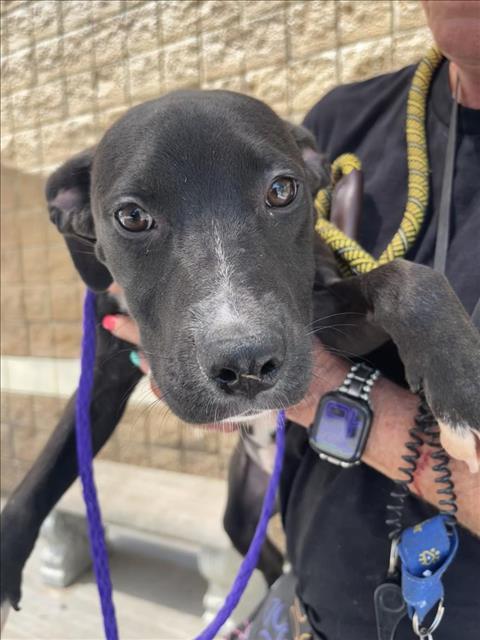 TUNA, Adoptable, Puppy Female Labrador Retriever & Mixed Breed.