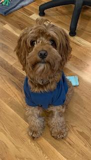 Luigi, ADOPTABLE, Young Male Cavalier King Charles Spaniel & Poodle.