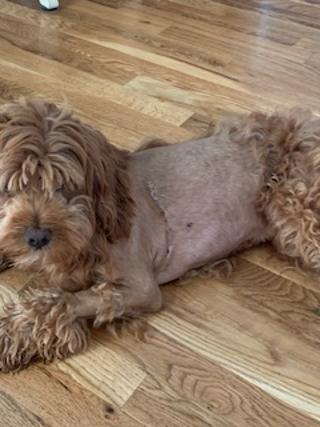Enlarge Luigi, a ADOPTABLE mixed breed in Franklin, TN image 6/6