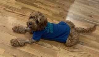 Enlarge Luigi, a ADOPTABLE mixed breed in Franklin, TN image 5/6