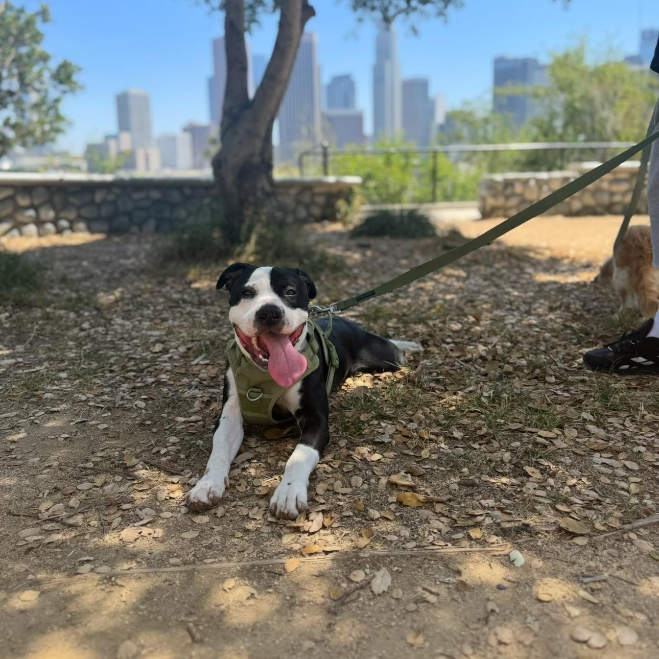Enlarge Charles , a Adoptable American Staffordshire Terrier in Del Mar, CA image 1/3