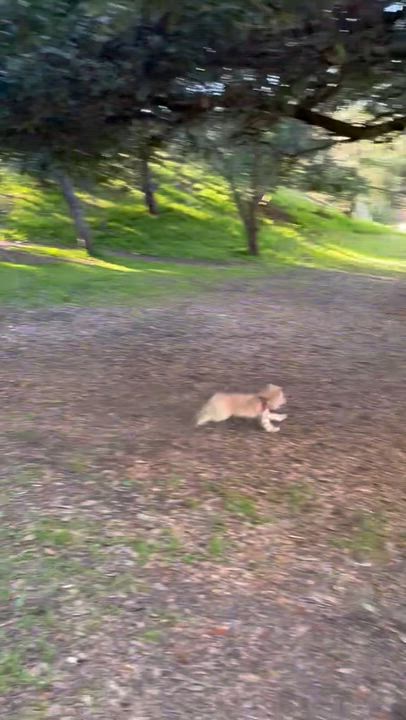 Enlarge Charles , a Adoptable American Staffordshire Terrier in Del Mar, CA video 3/3