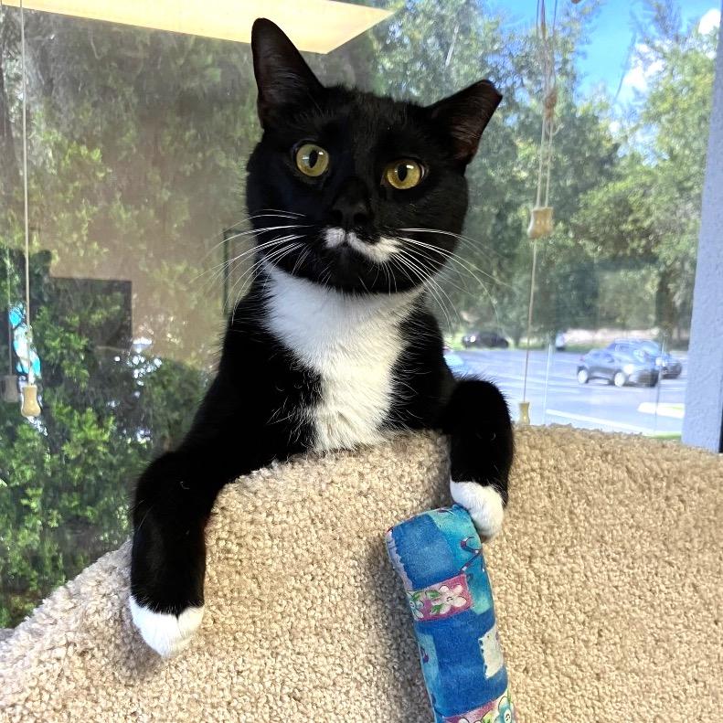Enlarge Bootsy, a Adoptable Domestic Short Hair in Lakeland, FL image 2/6