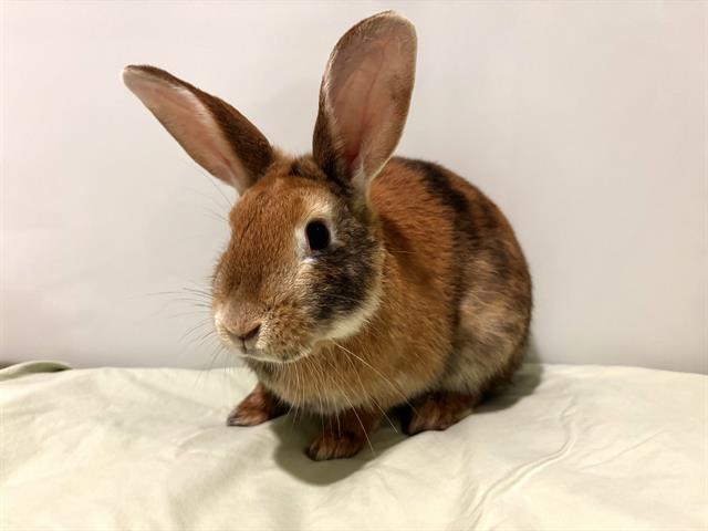 Enlarge SIR HOPS-A-LOT, a Adoptable Bunny Rabbit in Santa Clara, CA image 1/1