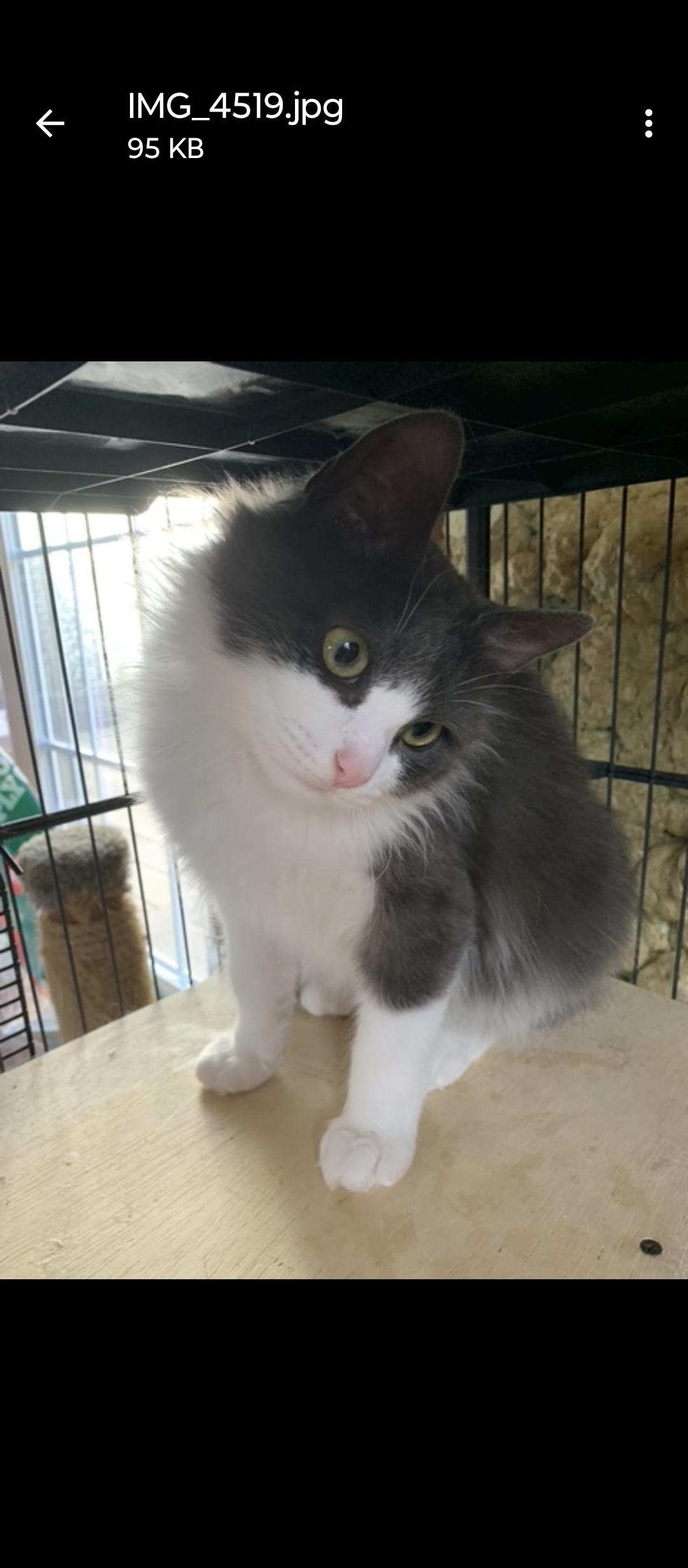 Bambull, Adoptable, Young Male Domestic Long Hair.